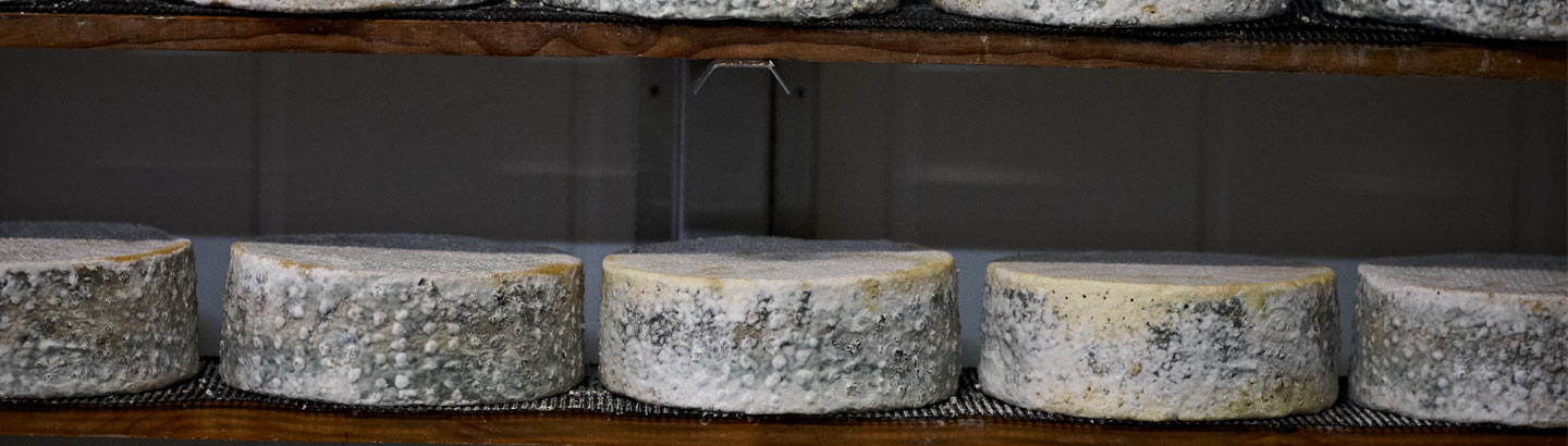 Dairy