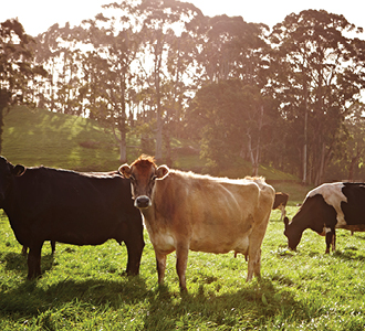 cows on field under sunlight