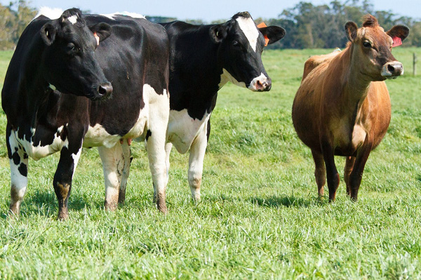 Dairy